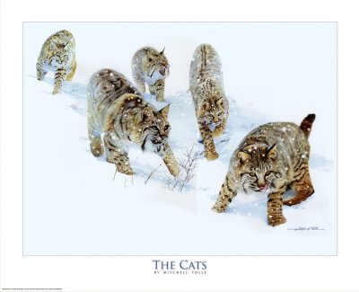 The Cat's print by Mitchell Tolle